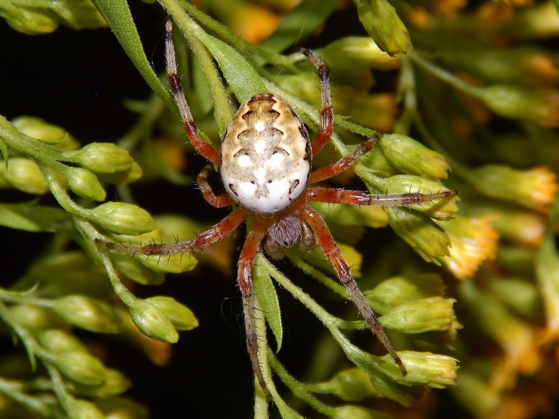 Araneus marmoreus da confermare